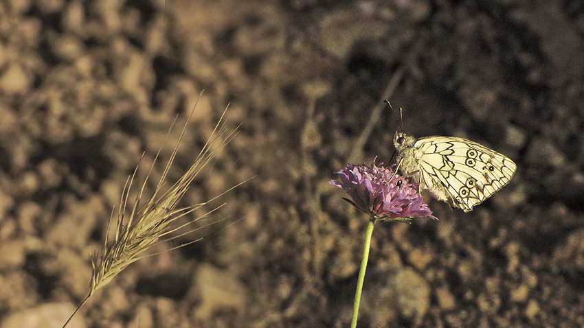 Identificazione - Melanargia russiae